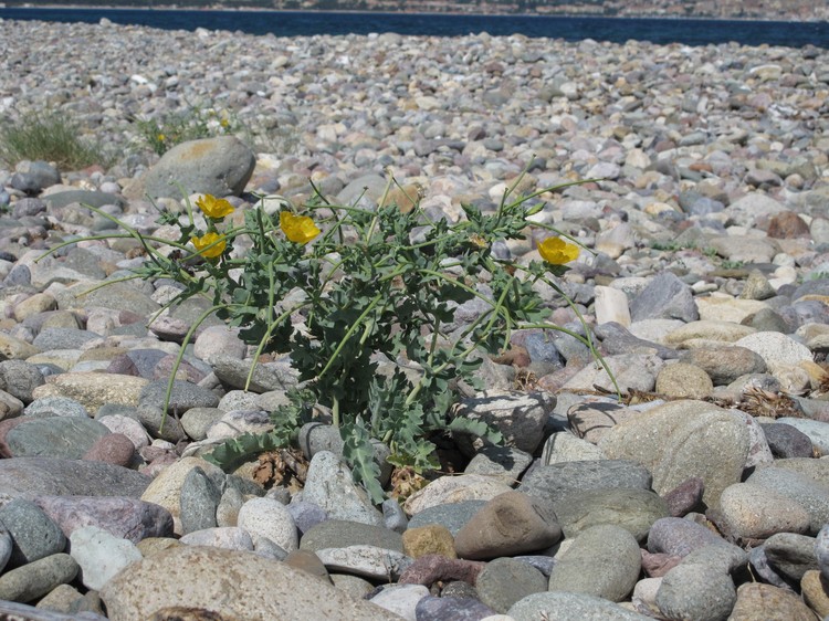 Glaucium flavum